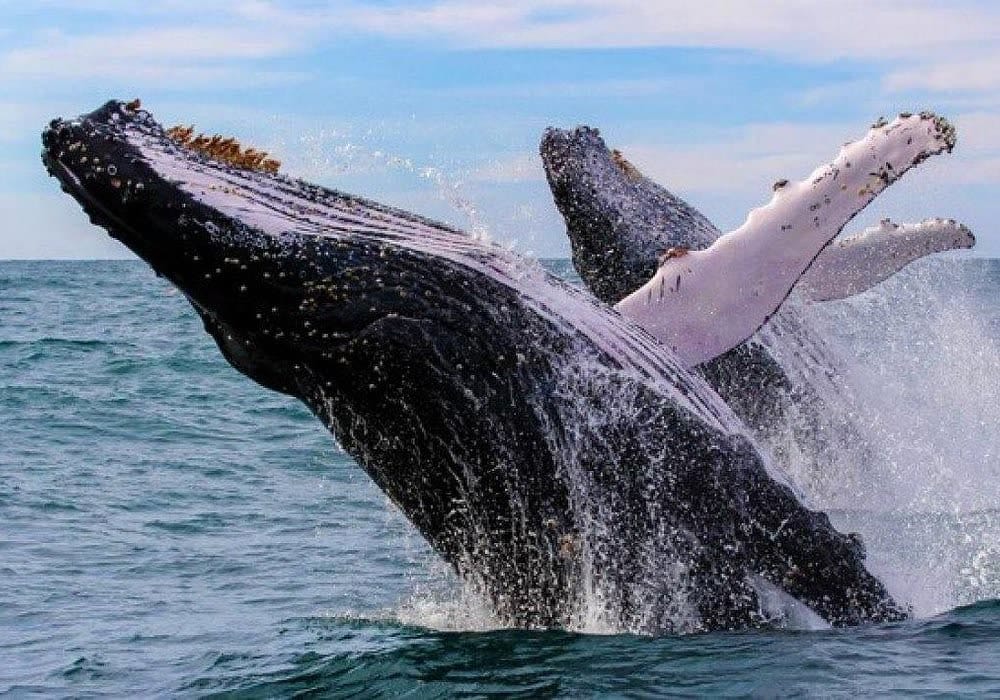Whale Watching in Samaná photo 2