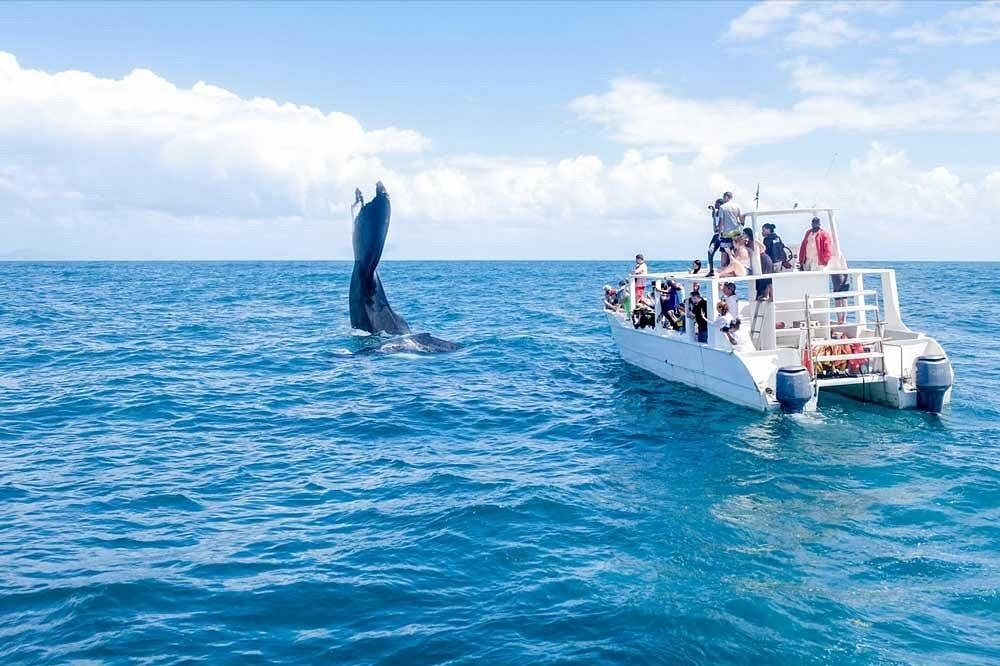 Whale Watching in Samaná photo 5